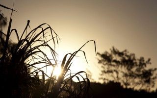 Plant sunset trees lens flare - thin free wallpaper