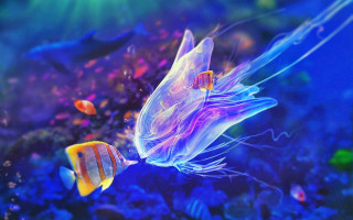 Fish jellyfish aquarium blue water - sunlight free wallpaper