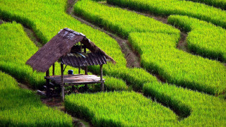 Hut green field wooden bench - ding yunpeng free wallpaper