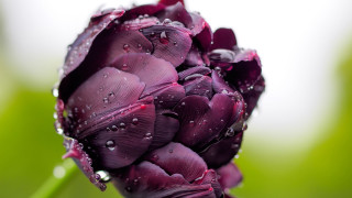 Purple flower water droplets macro 15 - a purple flower free wallpaper