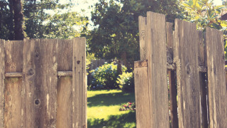 Wooden gate bird tree city - top of it next free wallpaper