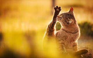 Cat reaching up branch animal - background free wallpaper for desktop