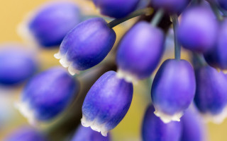 Purple flowers white tips yellow - a close up of a bunch free wallpaper