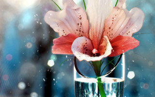 Flower vase water droplets bokeh - photorealistic imagery free wallpaper for desktop