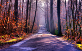 Foggy forest road autumn leaves - forest free wallpaper