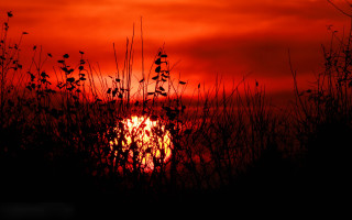 Sunset tallgrass redsky forest silhouette - a sunset free wallpaper
