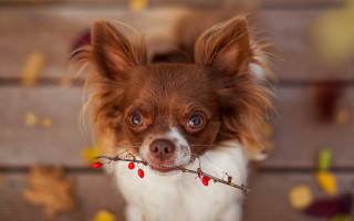 Dog stick autumn leaves animal - chippy free wallpaper
