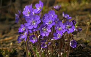 Purple flowers sunlight blurry background - a blurry background free wallpaper for desktop
