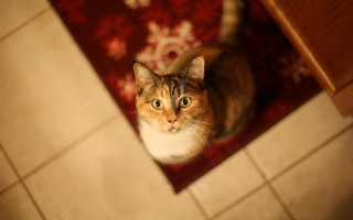 Curious cat on rug tilt - a rug free wallpaper
