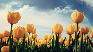 Yellow tulips blue sky rainbow - a rainbow in the background and a rainbow in the sky free wallpaper