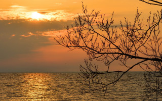 Sunset water bird tree impessionist - a sunset in the background and a body of water free wallpaper