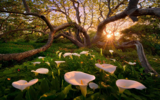 Flower field sunset trees fallen - fallen free wallpaper