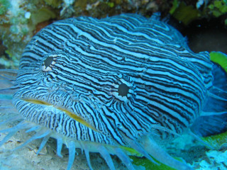 Blue white sea anemone coral - an illustration of free wallpaper