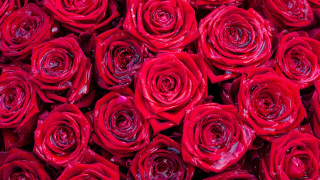 Red roses water droplets macro 7 - red rose free wallpaper