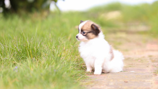 Tiny dog on path blurry - tiny free wallpaper