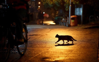 Cat street night bike magical - a bike in the background free wallpaper