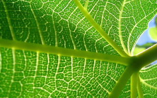 Green leaf blue sky macro 6 - thin free wallpaper