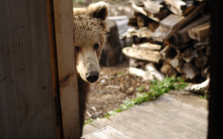 Bear door wood logs blurry - boris vladimirski free wallpaper