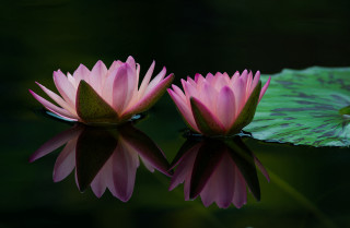 Pink water lilies reflection macro - the surface of the water free wallpaper