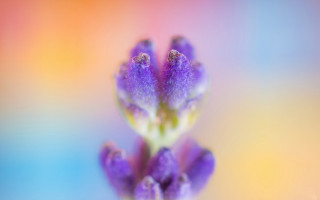 Purple flower macro gradient blurry - a purple flower free wallpaper