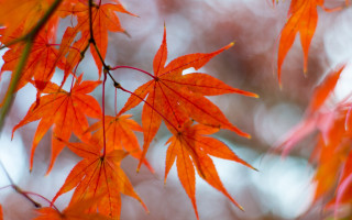 Orange leaves closeup autumn nature - aimitsu free wallpaper