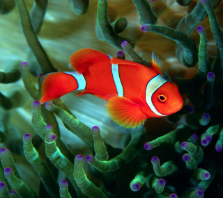 Clown fish aquarium sea anemones - free nature wallpaper