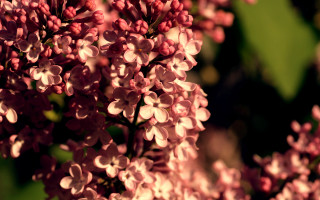 Pink flower green leaves macro 6 - stem free wallpaper