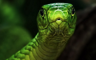 Green snake cobra portrait glowing - its mouth open free wallpaper