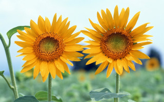 Sunflowers field blue sky building - cheerful free wallpaper
