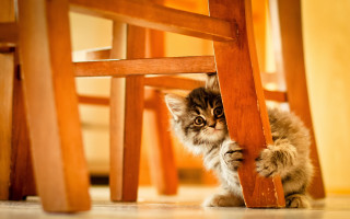 Kitten hiding under chair curious - optical free wallpaper