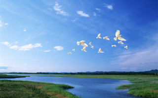 Flock birds river green field - a lush green field free wallpaper