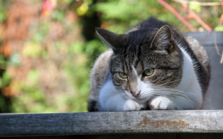 Cat bench animals blurry background - sharp focus free wallpaper