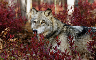 Wolf forest autumn blood blur - the ground and trees free wallpaper