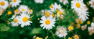 Flower field bouquet closeup shallow - elinor proby adams free wallpaper