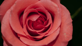 Pink rose black green background - a pink rose free wallpaper