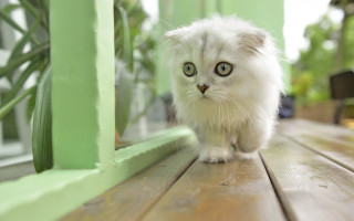 White cat wooden floor green - optical free wallpaper