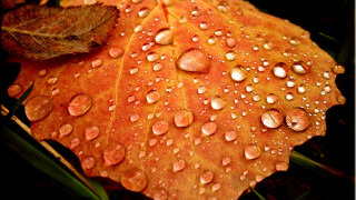 Leaf water droplets ground grass - the ground next free wallpaper