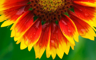 Yellow red flower water droplets - petal free wallpaper for desktop