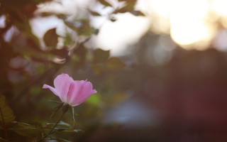 Pink flower blooming sunlight blurry - shallow free wallpaper for desktop