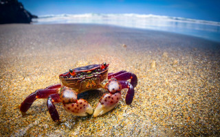 Crab sand beach camera surrealism - a crab free wallpaper