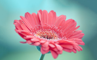 Pink flower green background blurry 17 - a green background free wallpaper