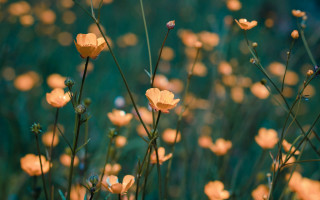 Yellow flowers green grass blue - yellow flower free wallpaper