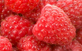 Raspberries water droplets red background 3 - berry free wallpaper