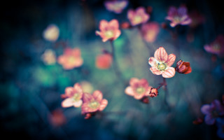 Flowers grass bokeh macro blurry - the grass together free wallpaper