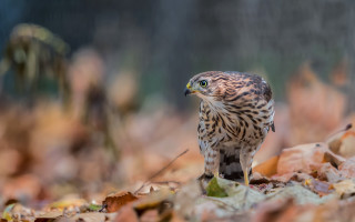 Bird of prey leaves woods - a blurry background of leaves free wallpaper