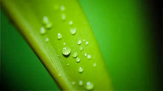 Green leaf water drops macro 34 - leaves surface free wallpaper