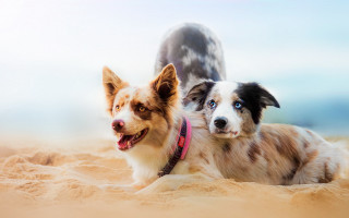 Two dogs beach sand shiba - the camera and the other free wallpaper