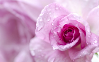Pink rose water droplets macro 5 - petal free wallpaper