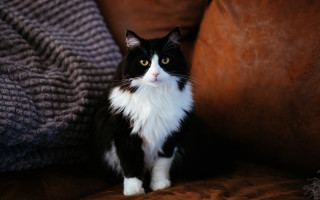 Black cat regal couch blurry - cat free wallpaper