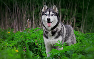 Husky field green plants flowers - a husky dog free wallpaper